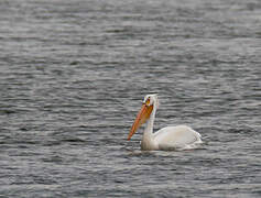 American White Pelican