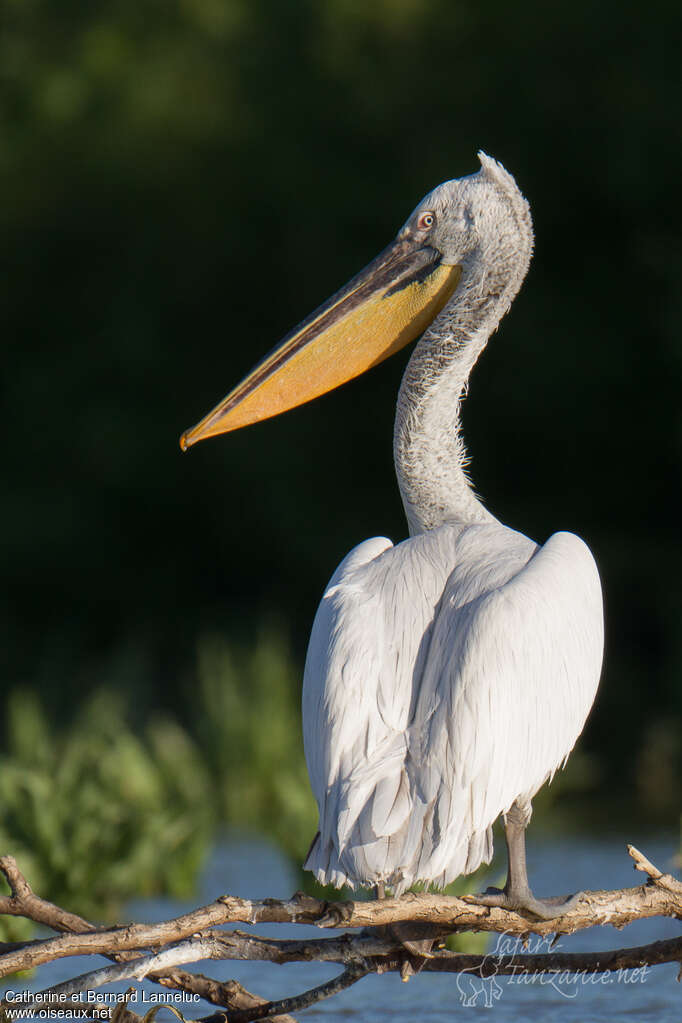 Dalmatian Pelicanadult post breeding, identification