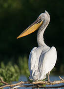 Dalmatian Pelican