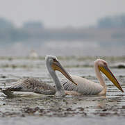 Dalmatian Pelican