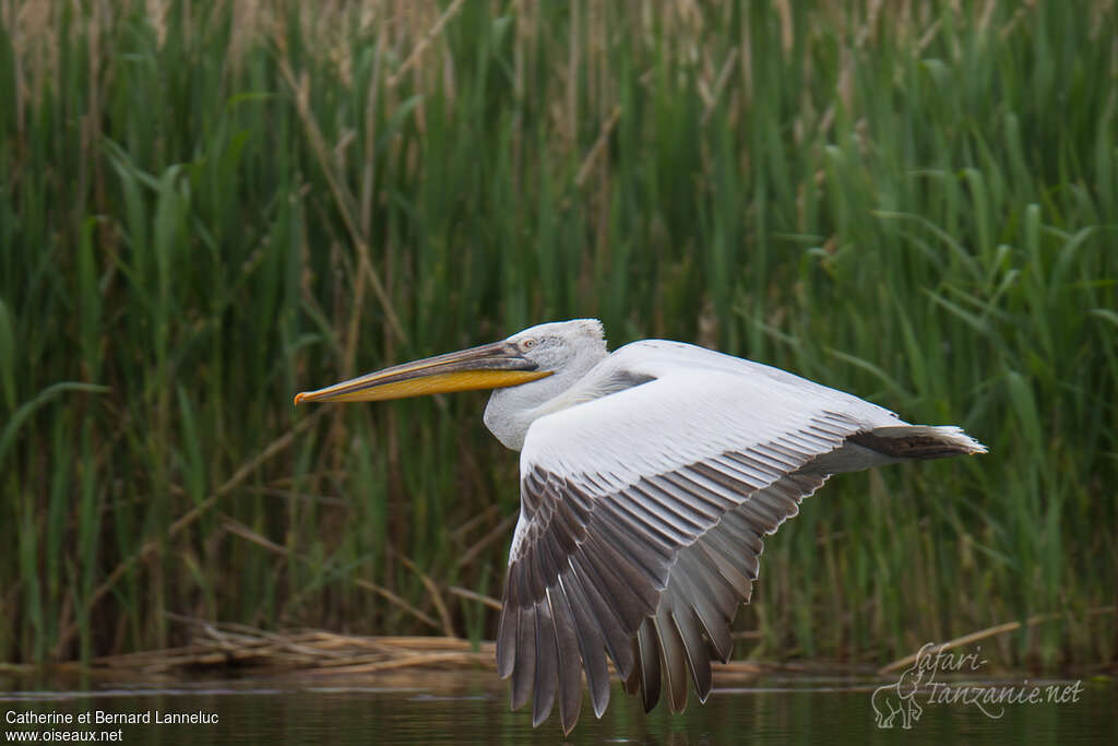 Dalmatian Pelicanadult post breeding, Flight