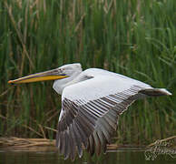 Dalmatian Pelican