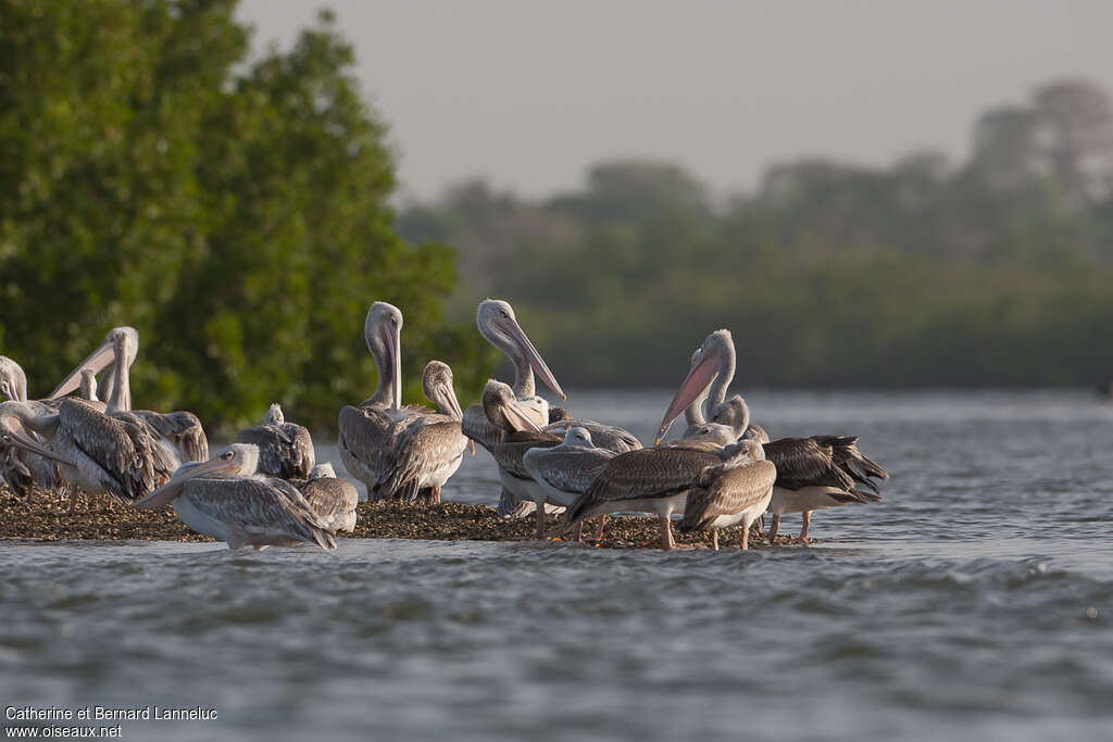 Pink-backed Pelican, habitat, pigmentation, Behaviour