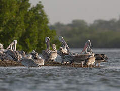 Pink-backed Pelican