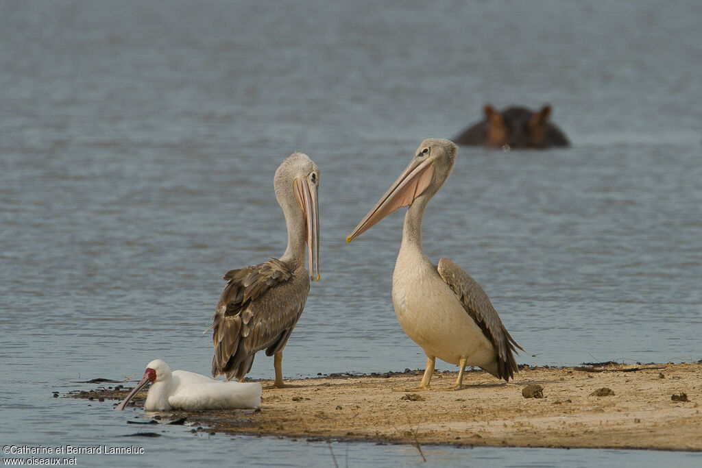 Pink-backed Pelicanadult