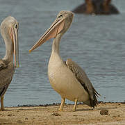 Pink-backed Pelican