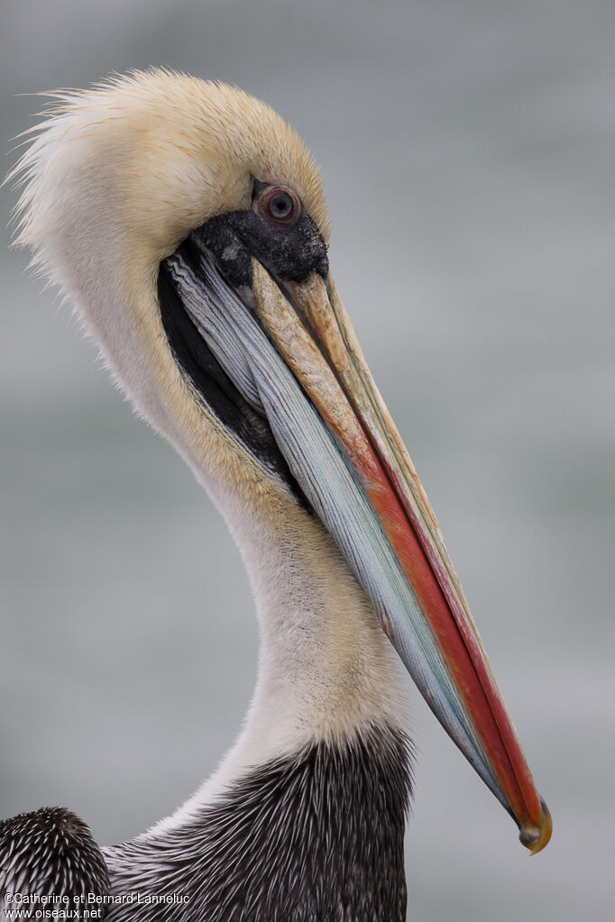 Peruvian Pelicanadult post breeding, close-up portrait, aspect