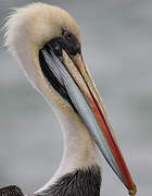 Peruvian Pelican