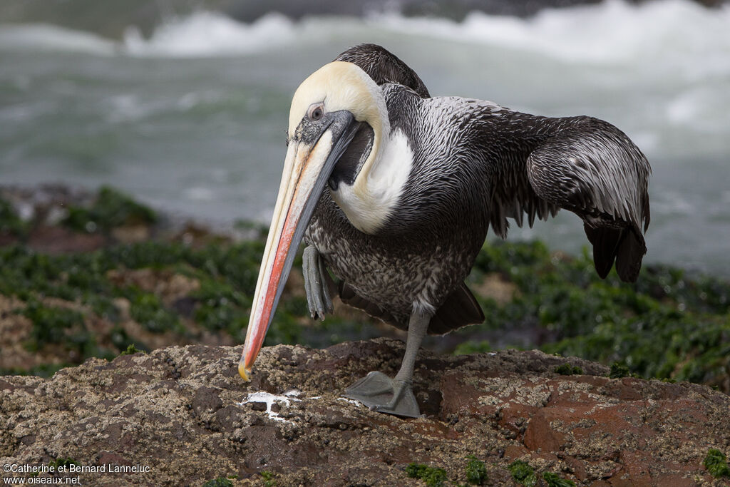 Peruvian Pelicanadult breeding, aspect, walking, Behaviour