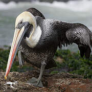 Peruvian Pelican