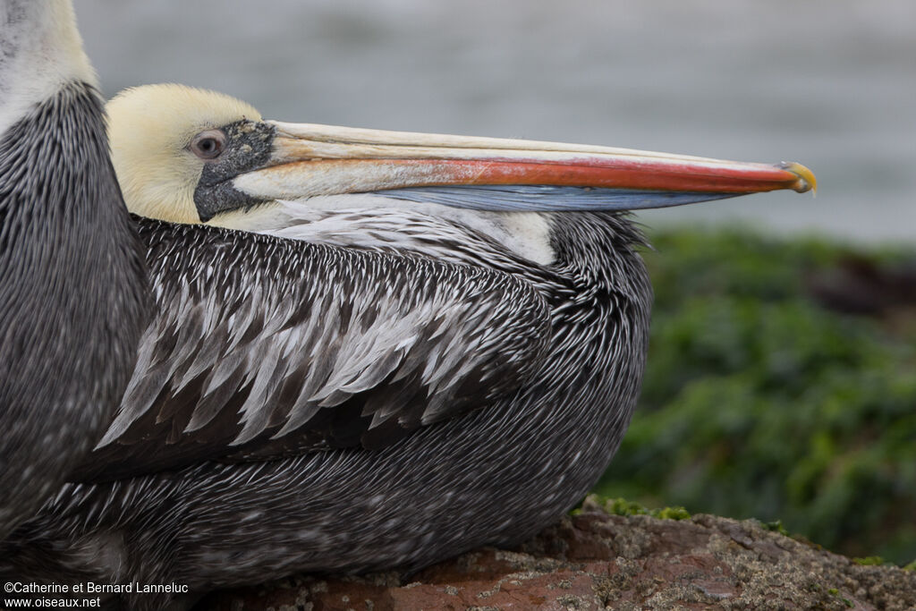 Peruvian Pelican