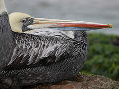 Peruvian Pelican