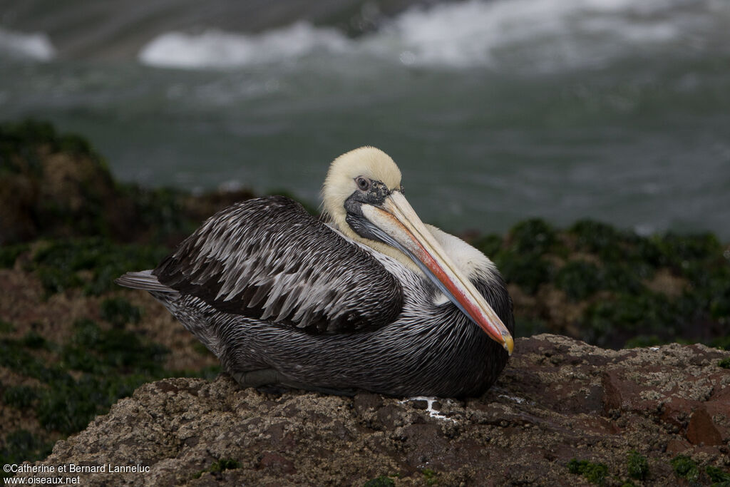 Peruvian Pelicanadult post breeding, Behaviour