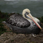 Peruvian Pelican