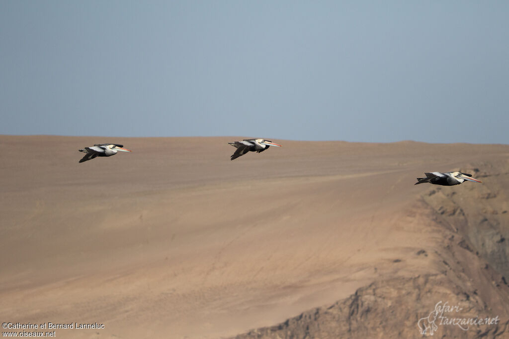 Peruvian Pelicanadult, habitat, Flight