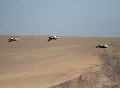 Peruvian Pelican