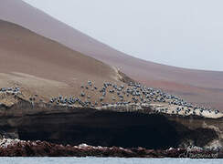 Peruvian Pelican