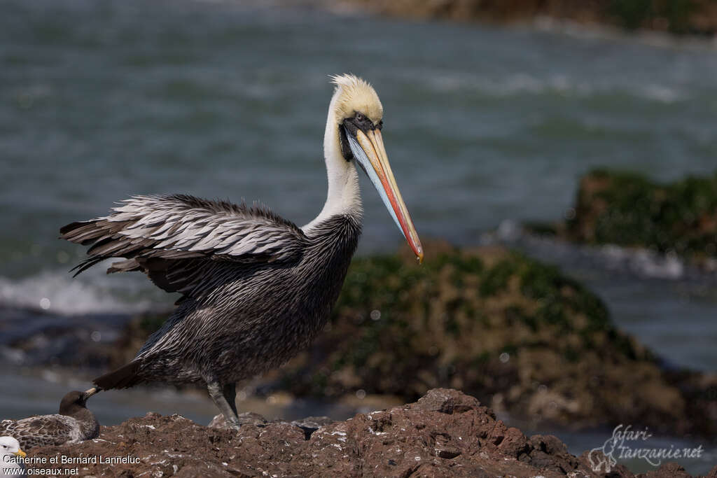 Peruvian Pelicanadult post breeding, Behaviour