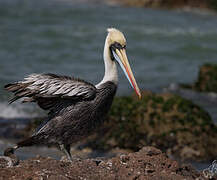 Peruvian Pelican