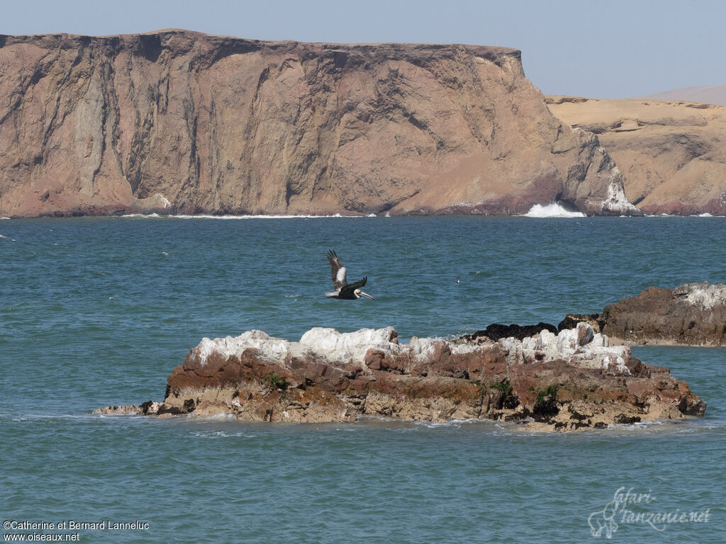 Peruvian Pelicanadult, habitat, Flight