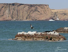 Peruvian Pelican