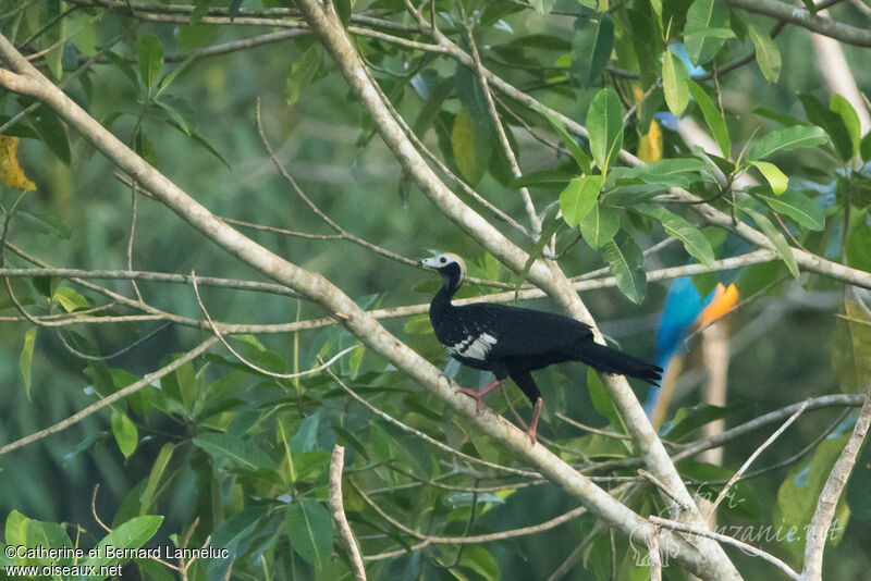 Blue-throated Piping Guanadult