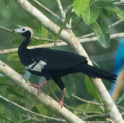 Blue-throated Piping Guan