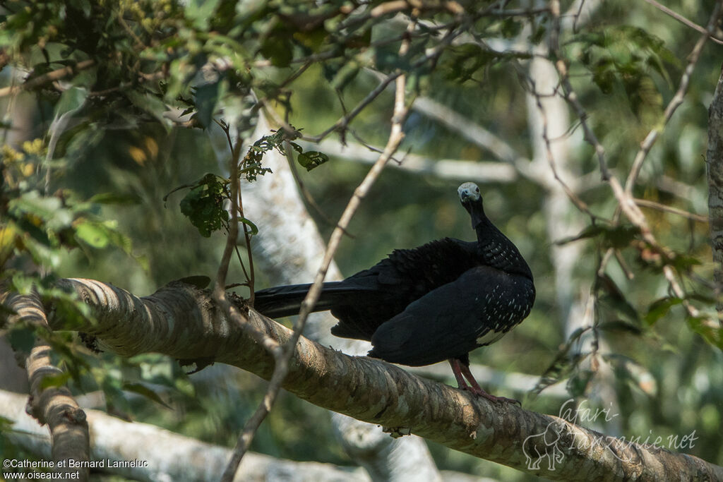 Blue-throated Piping Guan