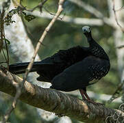 Blue-throated Piping Guan