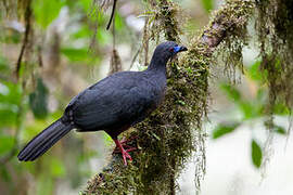 Sickle-winged Guan