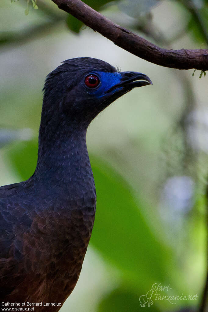 Sickle-winged Guanadult, close-up portrait