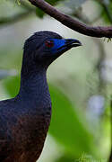 Sickle-winged Guan