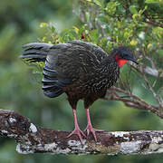 Spix's Guan