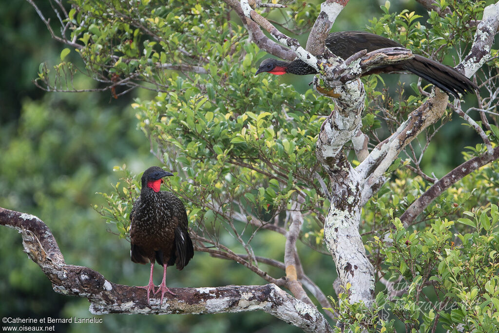 Spix's Guanadult, habitat, courting display