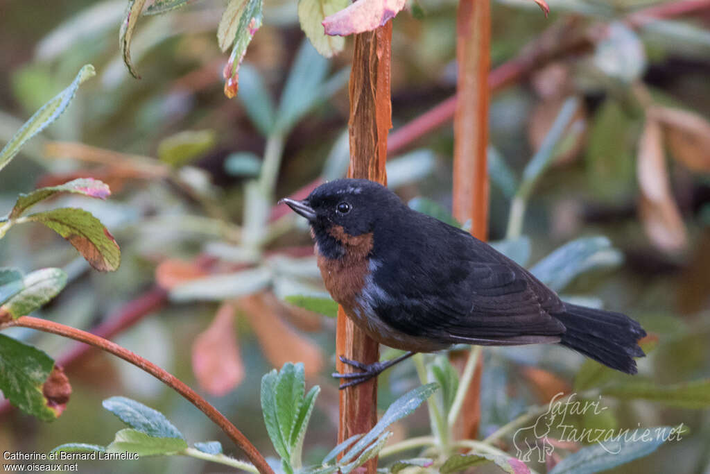 Black-throated Flowerpierceradult