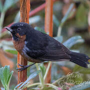 Black-throated Flowerpiercer