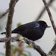 Glossy Flowerpiercer