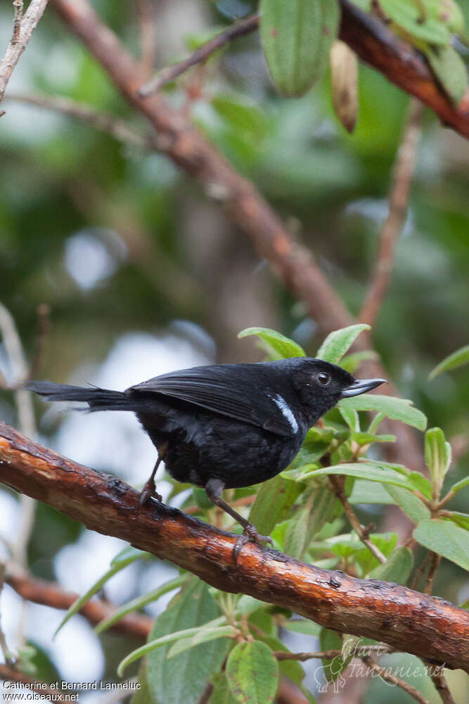 Glossy Flowerpierceradult, identification