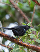 Glossy Flowerpiercer