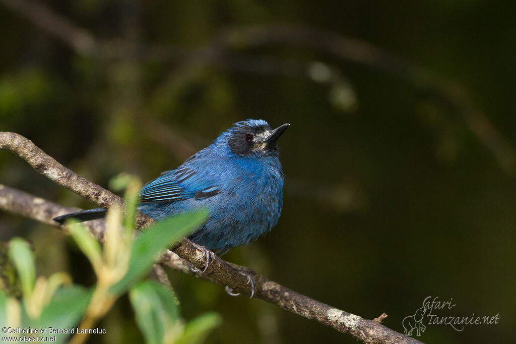 Masked Flowerpiercer