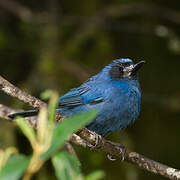 Masked Flowerpiercer