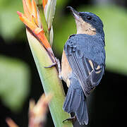 Rusty Flowerpiercer