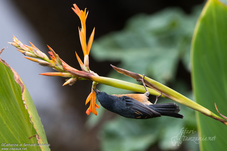 Rusty Flowerpiercer male adult, feeding habits, Behaviour