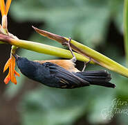 Rusty Flowerpiercer