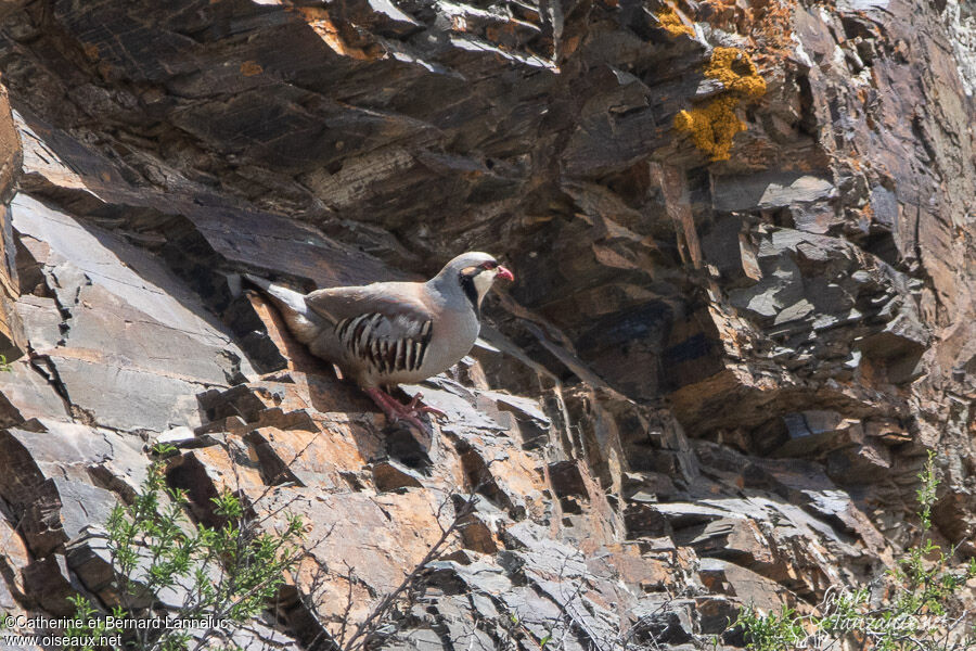 Chukar Partridgeadult, habitat