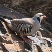 Chukar Partridge