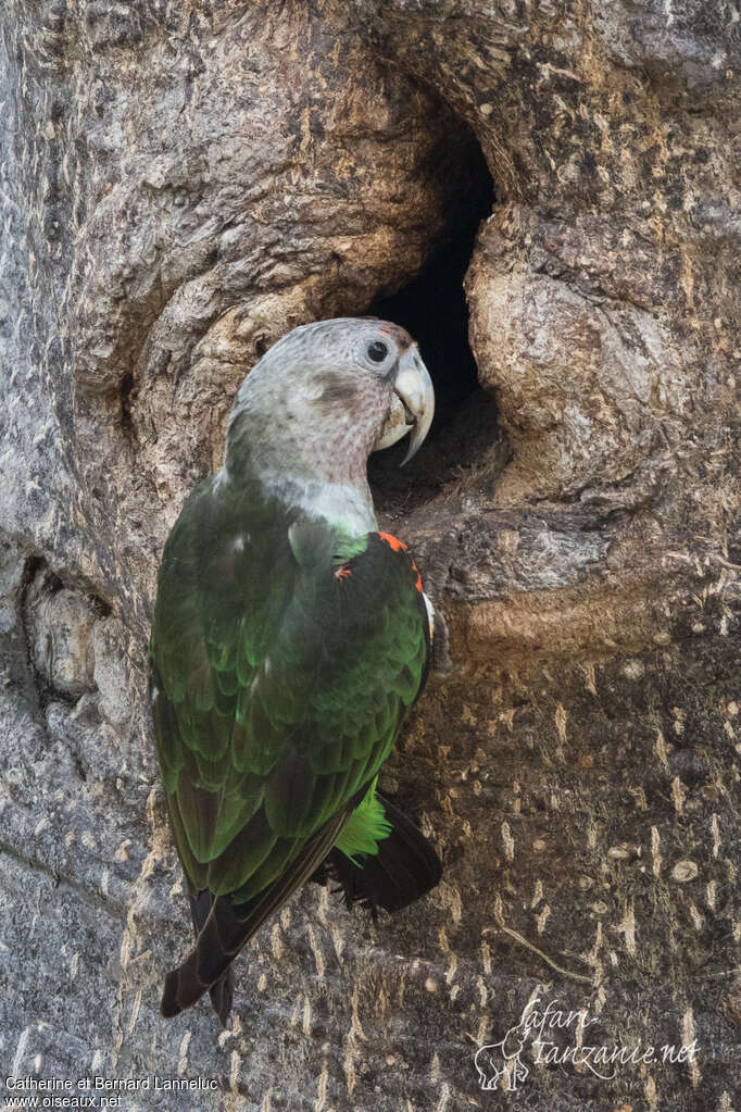 Brown-necked Parrot male adult, identification