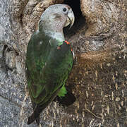 Brown-necked Parrot