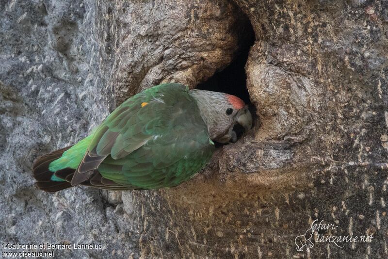 Brown-necked Parrot female adult, Reproduction-nesting