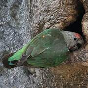 Brown-necked Parrot